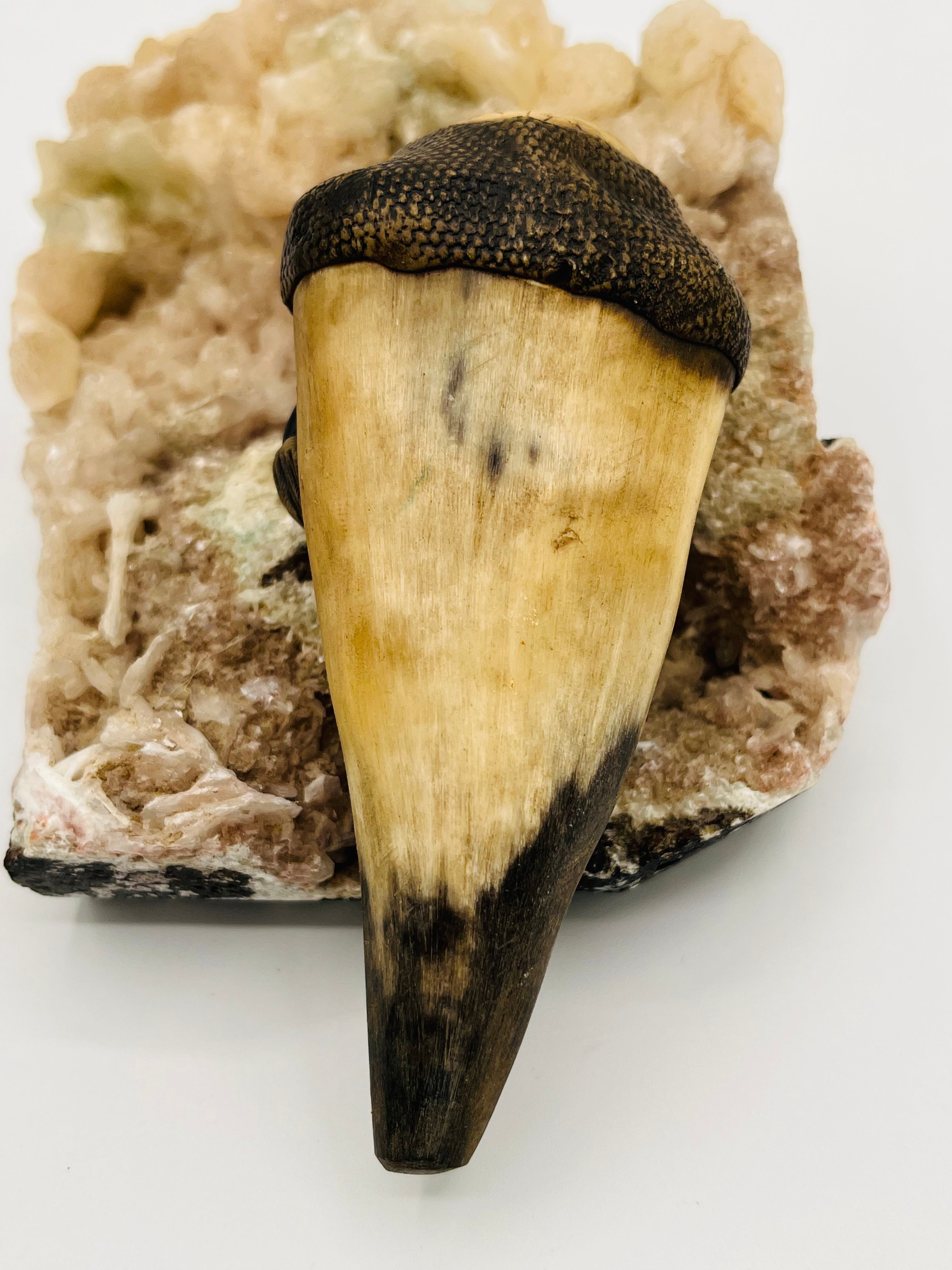 Tagua Seed Head-Bull Horn Pipe